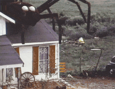 Are you afraid of spiders?