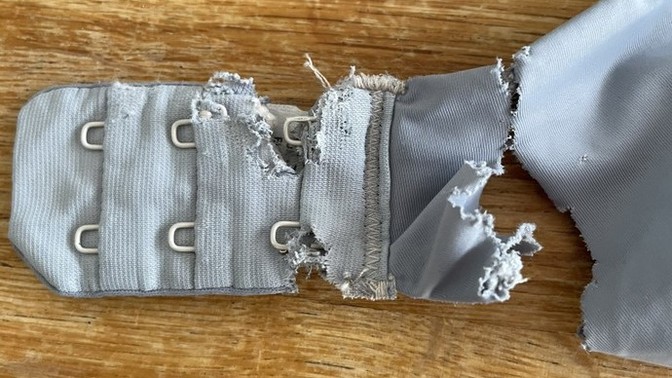 My dog destroyed my bra. What has yours destroyed?