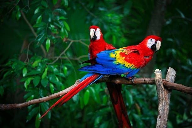 Which parrot species is the cutest in your opinion?