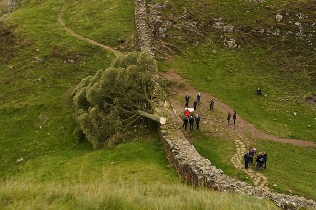 Who chopped down the tree?