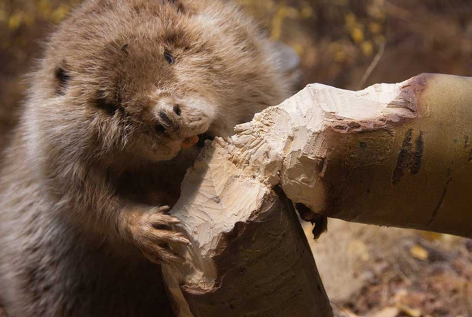It Was A Beaver!