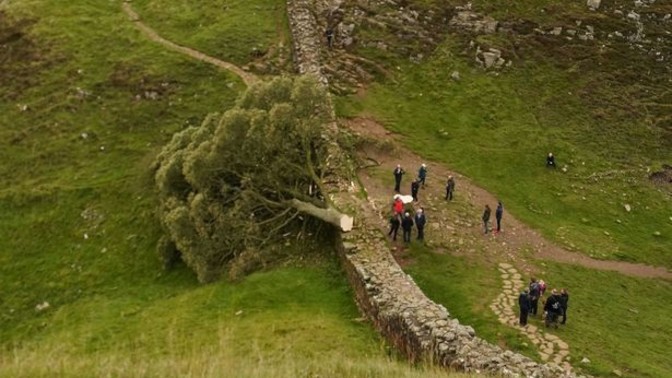 Who chopped down the tree?