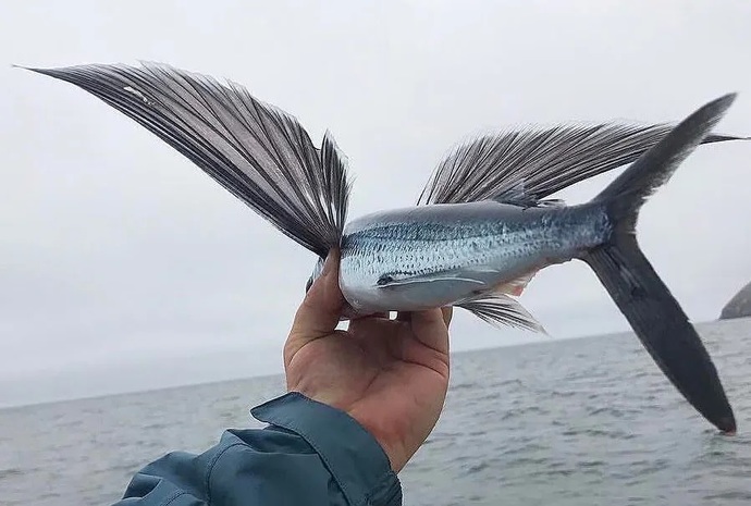 What tastes better chicken or fish?