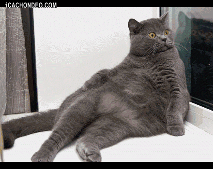 Male co-worker starts conversation about my cat pet. What he is up to?