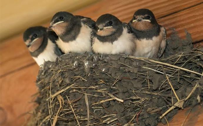 Why do birds make nest on some houses and not others?