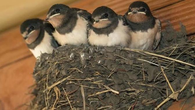 Why do birds make nest on some houses and not others?