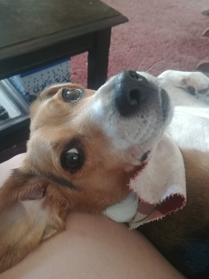 Do you like dogs?