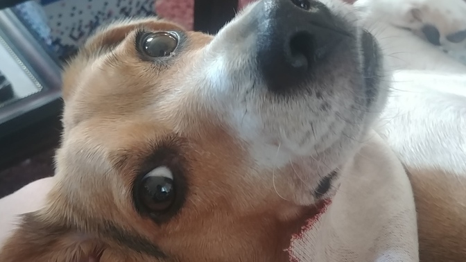 Do you like dogs?