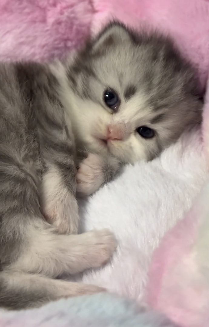 How can people like cats, cats are rodents and rodents are disgusting?