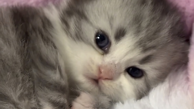 How can people like cats, cats are rodents and rodents are disgusting?