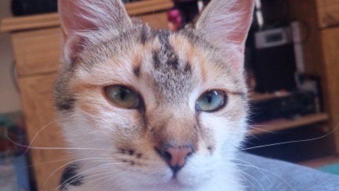How does my cat look?