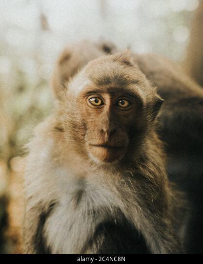 What's that big fluffy species of monkey with the sad sweet eyes?