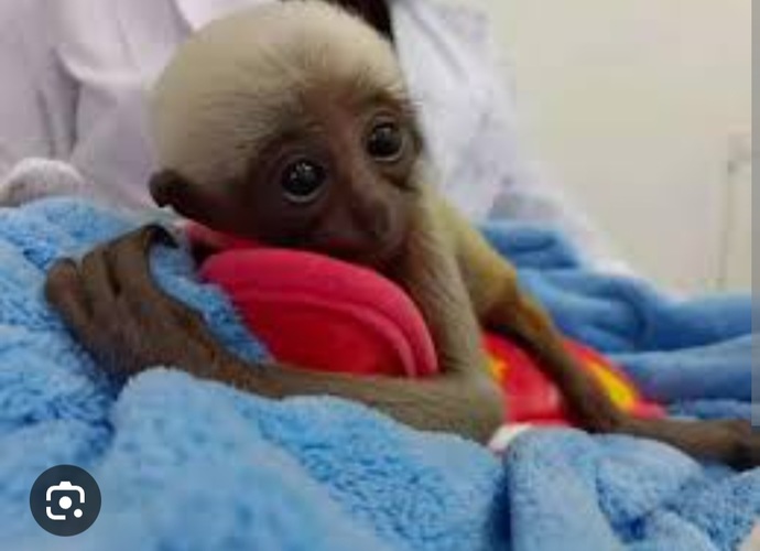 What's that big fluffy species of monkey with the sad sweet eyes?