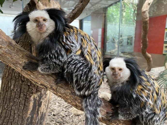 white-headed marmoset?