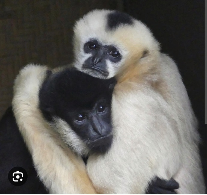 What's that big fluffy species of monkey with the sad sweet eyes?