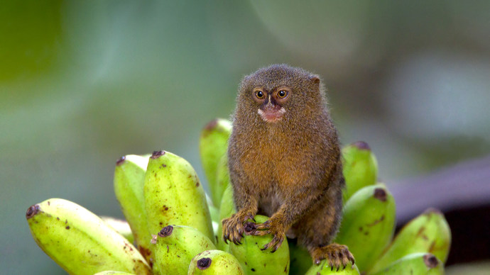 pygmy marmoset?