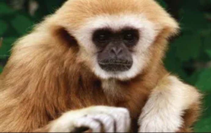 What's that big fluffy species of monkey with the sad sweet eyes?