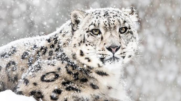What's your favorite animal?