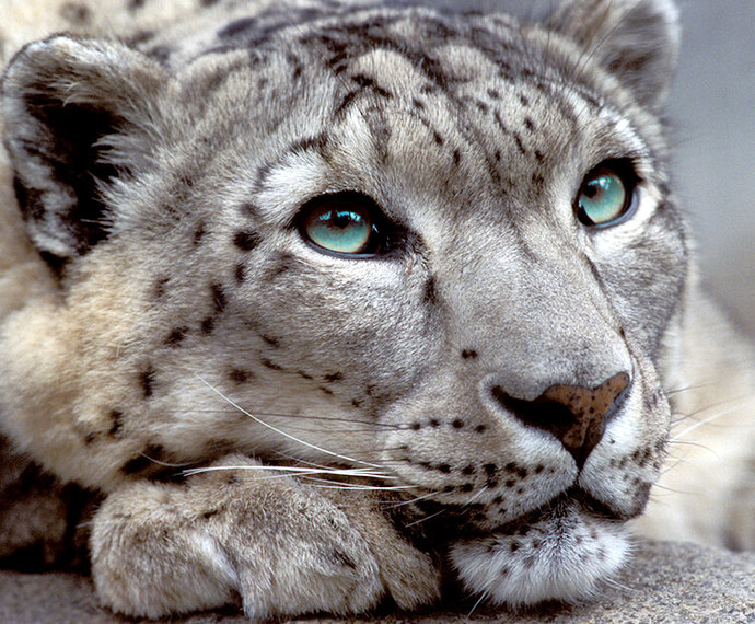 What's your favorite animal?