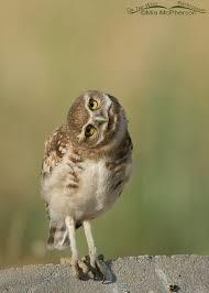 I like Burrowing Owls.