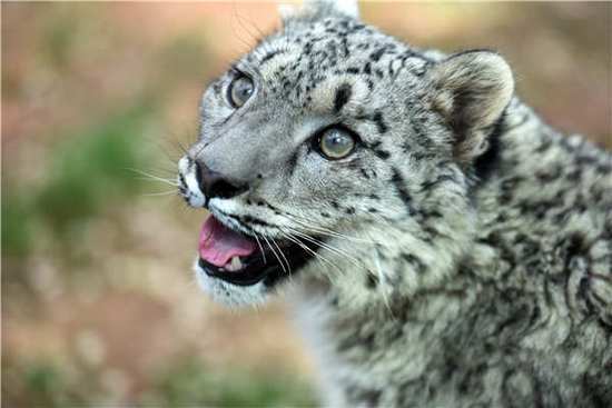 What's your favorite animal?