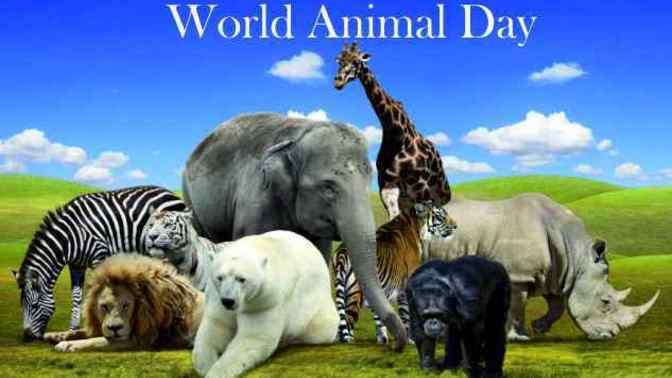 Today is October 4, World Animal Protection Day. Do you work for any animal welfare event?