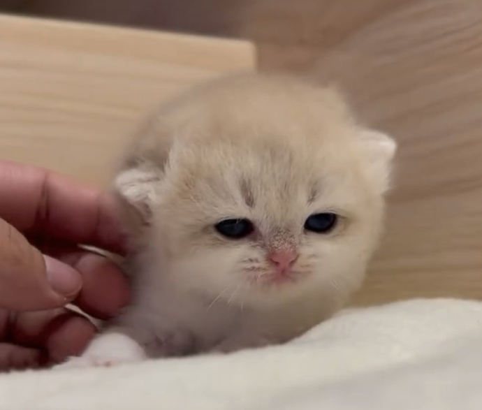 Is it true that all women hate baby kittens?