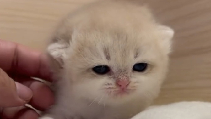 Is it true that all women hate baby kittens?