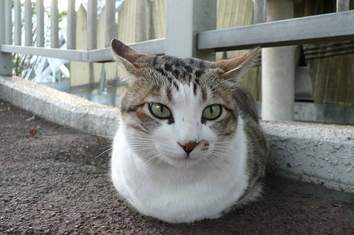 My boyfriend called my cat ugly and says animals gross him out. Red flag?