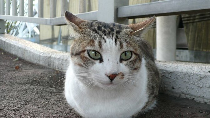 My boyfriend called my cat "ugly" and says animals gross him out. Red flag?