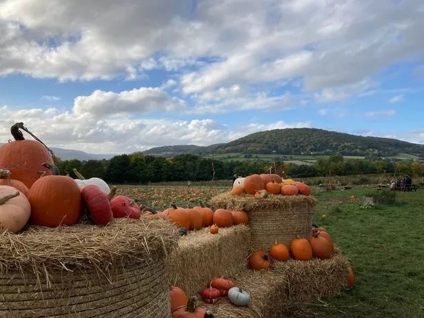 Have you ever visited a pumpkin patch?