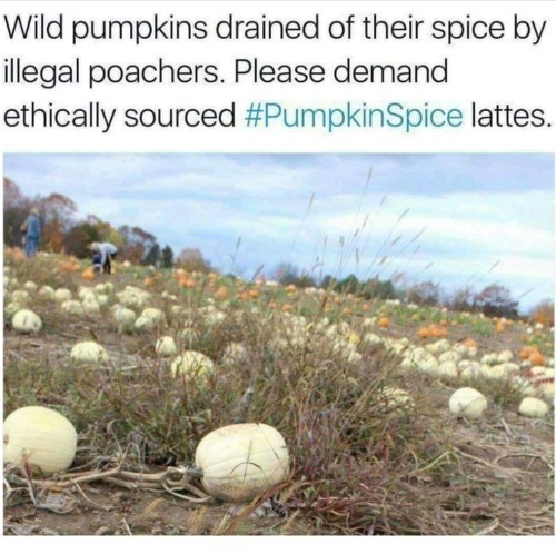 Have you ever visited a pumpkin patch?