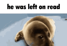 Left on seen by your crush?