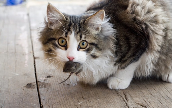 Is it unethical for me to feed my cat live mice to toy with kill and eat?