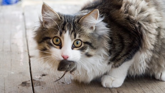 Is it unethical for me to feed my cat live mice to toy with kill and eat?