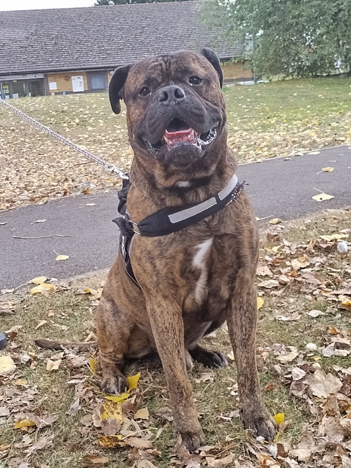 Have you ever lost a family pet and how did you get over it?