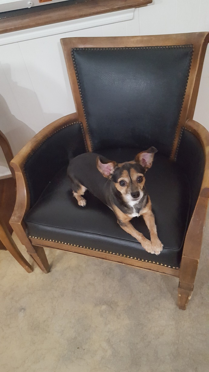 Have you ever lost a family pet and how did you get over it?