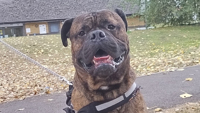 Have you ever lost a family pet and how did you get over it?