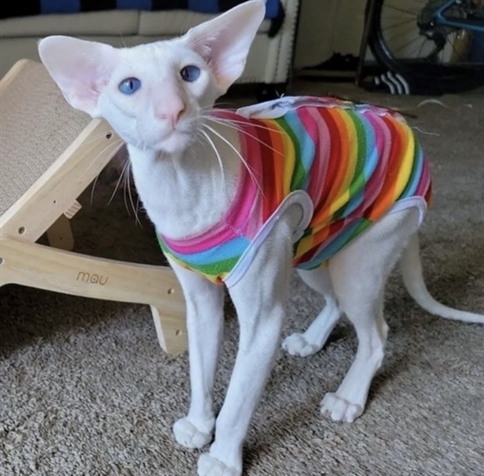 What’s your favorite cat breed?