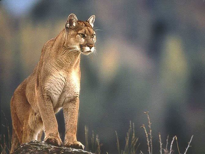 What’s your favorite cat breed?