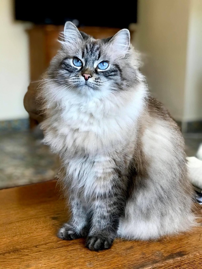 What’s your favorite cat breed?