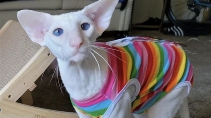 What’s your favorite cat breed?
