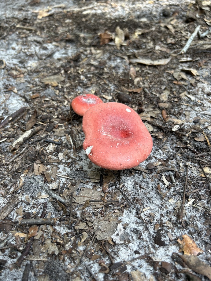 What’s your favorite wild mushroom? 🍄?