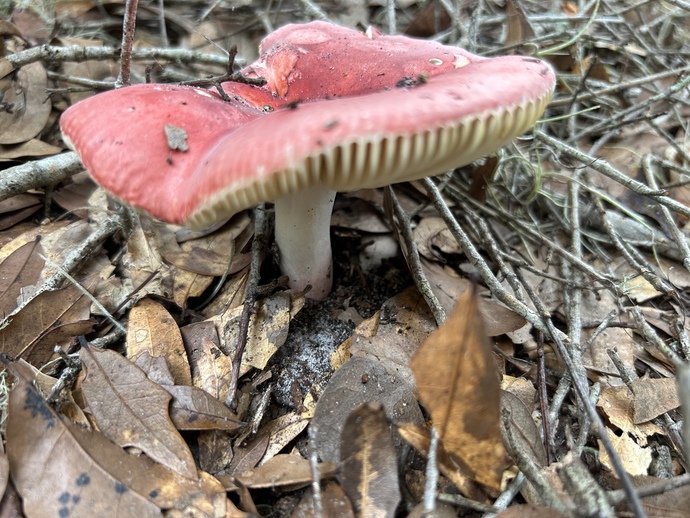 What’s your favorite wild mushroom? 🍄?