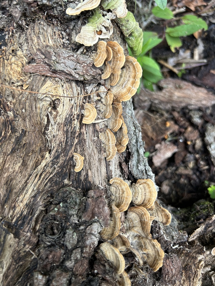 What’s your favorite wild mushroom? 🍄?