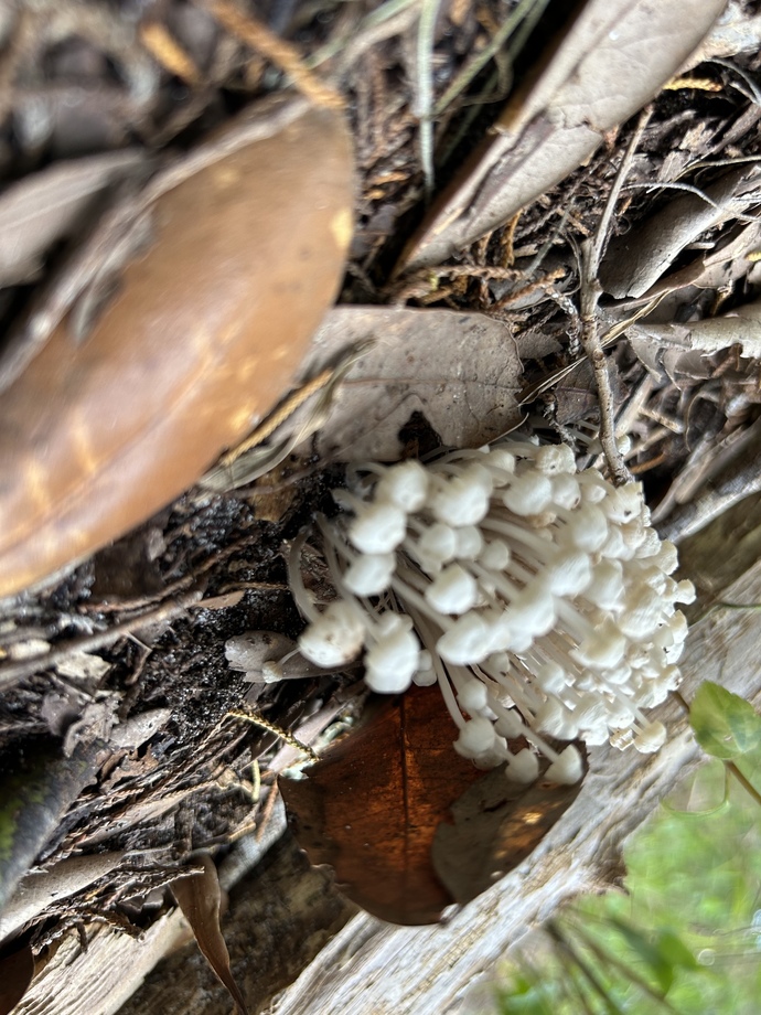 What’s your favorite wild mushroom? 🍄?