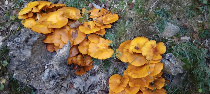 What’s your favorite wild mushroom? 🍄?