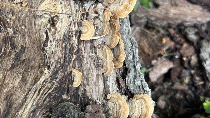 What’s your favorite wild mushroom? 🍄?
