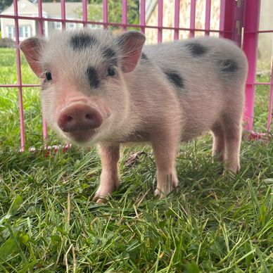 Do you think pigs are cute?