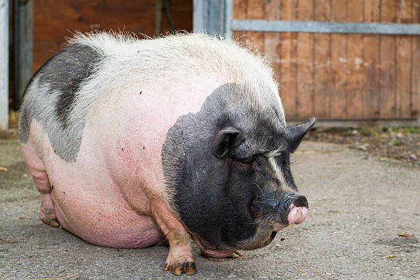 Do you think pigs are cute?